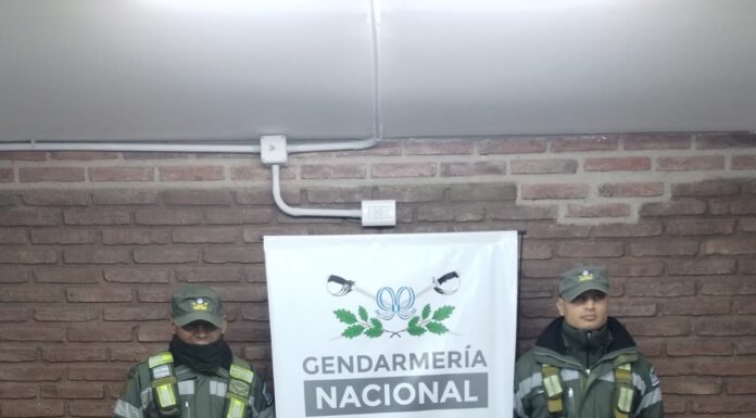 CÓRDOBA: DETECTARON 387 AVES SILVESTRES OCULTAS ENTRE UNA CARGA DE ACEITUNAS