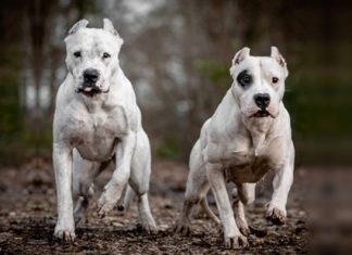 CÓRDOBA: MURIÓ UNA ADOLESCENTE DE 15 AÑOS TRAS SER ATACADA POR DOS PERROS