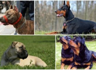 RECUERDAN LA RESPONSABILIDAD DE LOS TENEDORES DE PERROS POTENCIALMENTE PELIGROSOS