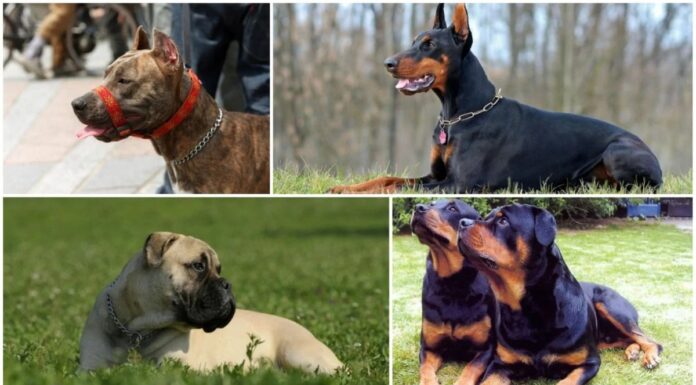 RECUERDAN LA RESPONSABILIDAD DE LOS TENEDORES DE PERROS POTENCIALMENTE PELIGROSOS