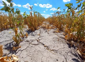 La provincia prorrogó la emergencia agropecuaria por sequía en todo el territorio santafesino