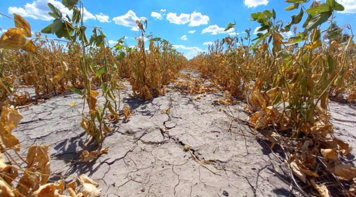 La provincia prorrogó la emergencia agropecuaria por sequía en todo el territorio santafesino