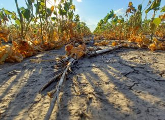 Emergencia agropecuaria: la provincia reabre la inscripción a la línea para recomposición productiva 2023