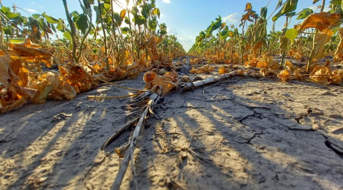 Emergencia agropecuaria: la provincia reabre la inscripción a la línea para recomposición productiva 2023