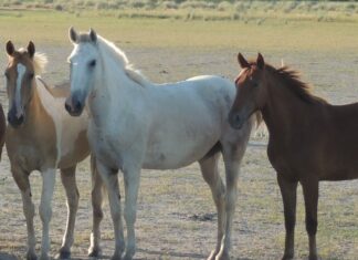 LA PROVINCIA CONFIRMÓ UN CASO DE ENCEFALOMIELITIS EQUINA EN SAN CRISTÓBAL