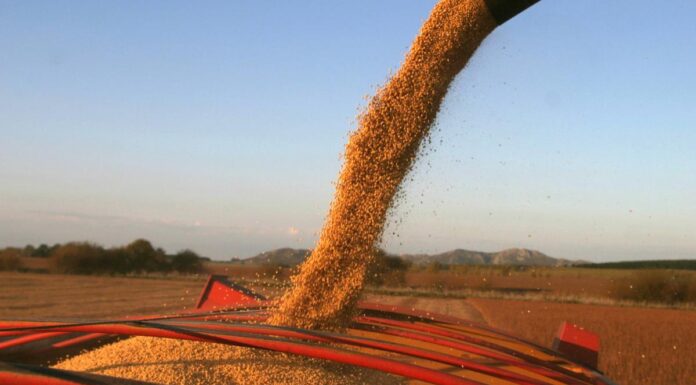 Aduana investiga a 7 grandes firmas por supuesta sobrefacturación en importaciones de soja