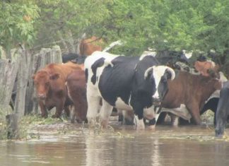 El río Uruguay da un alivio pasajero y el Paraná acelera su crecimiento