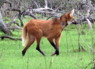 Ante la aparición de animales fuera de su hábitat natural recomiendan dar aviso al 911