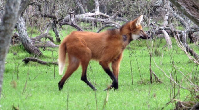 Ante la aparición de animales fuera de su hábitat natural recomiendan dar aviso al 911