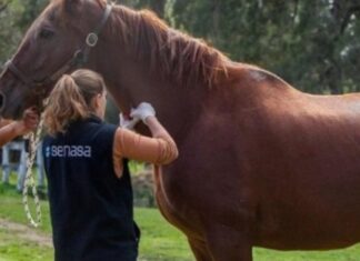 ENCEFALITIS EQUINA: SITUACIÓN EPIDEMIOLÓGICA Y UN SISTEMA INTEGRADO DE ALERTA PARA LA PROVINCIA DE SANTA FE