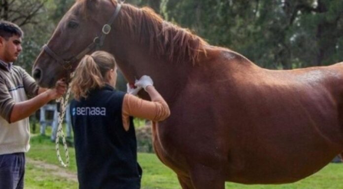 ENCEFALITIS EQUINA: SITUACIÓN EPIDEMIOLÓGICA Y UN SISTEMA INTEGRADO DE ALERTA PARA LA PROVINCIA DE SANTA FE